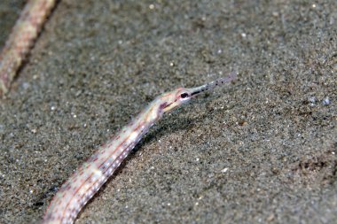 Kızıldeniz pipefish (corythoichthys sp.)