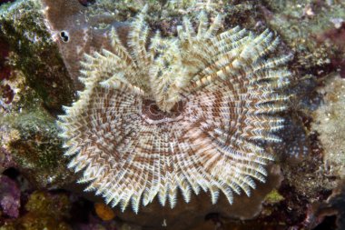 red Sea tüy silgi solucan (sabellastarte indica).