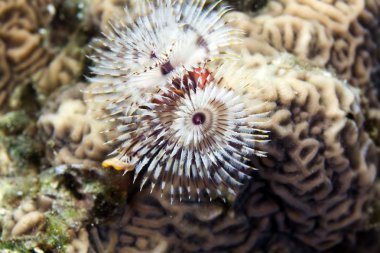 Noel ağacı solucanını (spirobranchus giganteus) kızıl denizi.