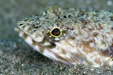 red Sea lizardfish yakın çekim.