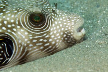 whitespotted kirpi balığı (arothron hispidus) yakın çekim.