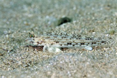 red Sea dekore edilmiş kaya balığı (istigobius decoratus).