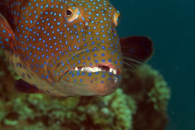 red Sea coralgrouper yakın çekim.