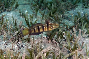 Tailspot goby (amblygobius albimaculatus) in the Red Sea. clipart