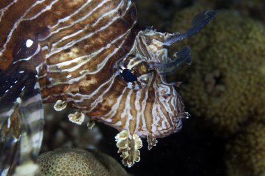 red Sea lionfish (pterois mil).