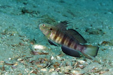 Kızıl Deniz kelebek kaya balığı (amblygobius albimaculatus).