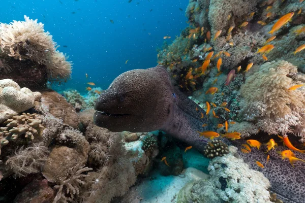Riesenmuräne im Roten Meer. — Stockfoto