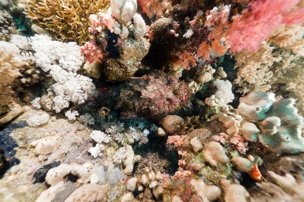 Peixe-pedra (synanceia verrucosa) no Mar Vermelho . — Fotografia de Stock