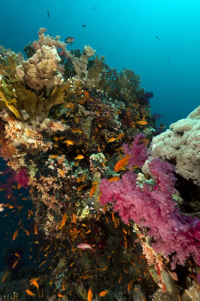 紅海で熱帯の水中の風景. — ストック写真