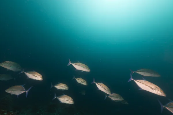 Tuňáka trevally v Rudém moři. — Stock fotografie
