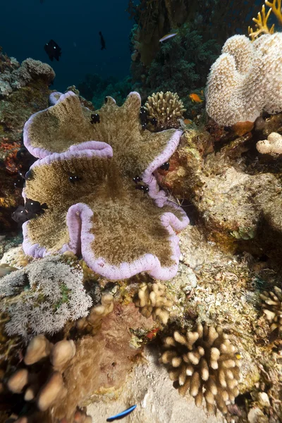 Liima-anemoni (cryptodedron adhaesivum) Punaisellamerellä . — kuvapankkivalokuva