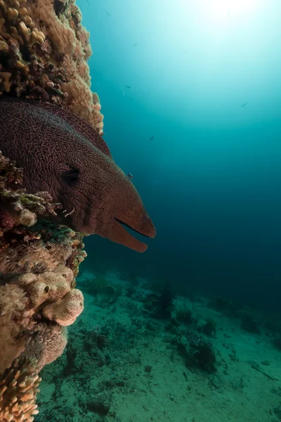 Óriás moray, a Vörös-tengeren. — Stock Fotó