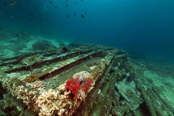 Überreste und Fracht der Yolanda im Roten Meer. — Stockfoto