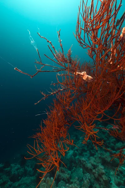 Verzweigende schwarze Korallen (Anthipathes dichotoma) im Roten Meer. — Stockfoto