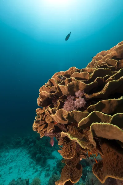 Sloní ucho coral (mycedium elephantotus) v Rudém moři. — Stock fotografie