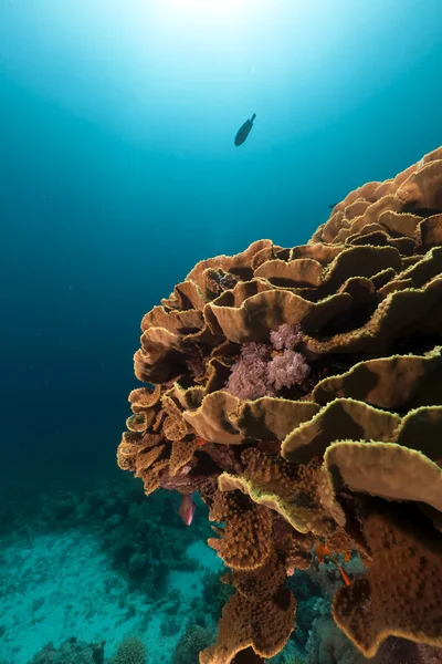 Elefantenohrkoralle (Mycedium elephantotus) im Roten Meer. — Stockfoto