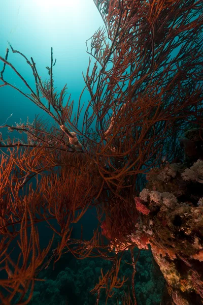 Větvení černý korál (anthipathes dichotoma) v Rudém moři. — Stock fotografie
