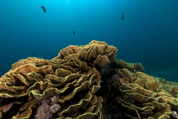 Coral de orelha de elefante (mycedium elephantotus) no Mar Vermelho . — Fotografia de Stock
