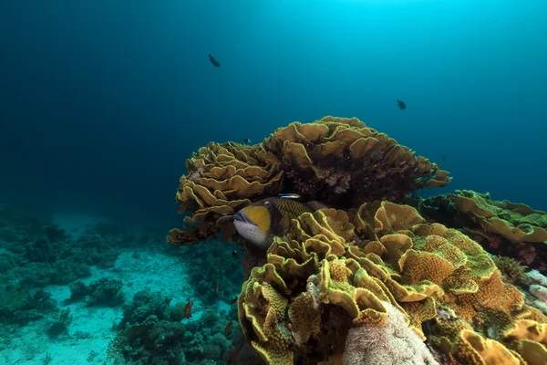 Elefante oreja de coral (mycedium elephantotus) en el Mar Rojo . — Foto de Stock