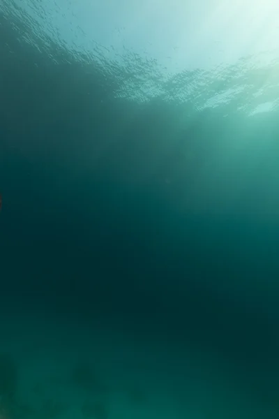 Paisajes submarinos tropicales en el Mar Rojo . —  Fotos de Stock