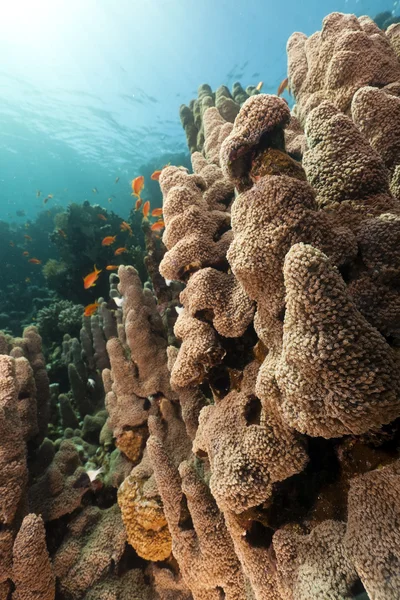 Kızıl Deniz içinde tropikal sualtı sahne. — Stok fotoğraf