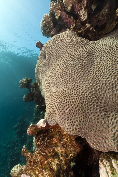 Tropische onderwater landschap in de rode zee. — Stockfoto