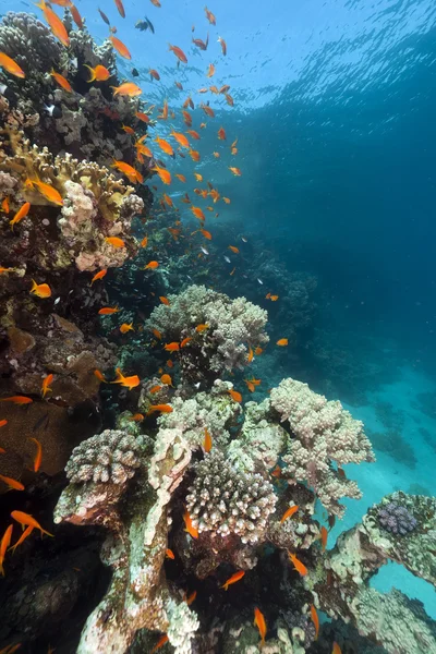 Tropikalny podwodne krajobrazy w Morzu Czerwonym. — Zdjęcie stockowe