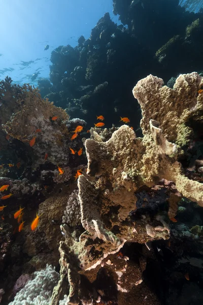 Tropische onderwater landschap in de rode zee. — Stockfoto