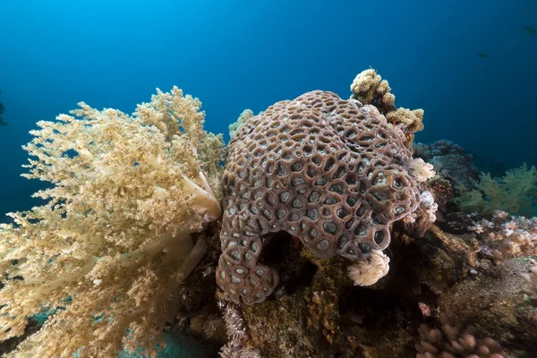 Tropical underwater scenery in the Red Sea. — Stock Photo, Image