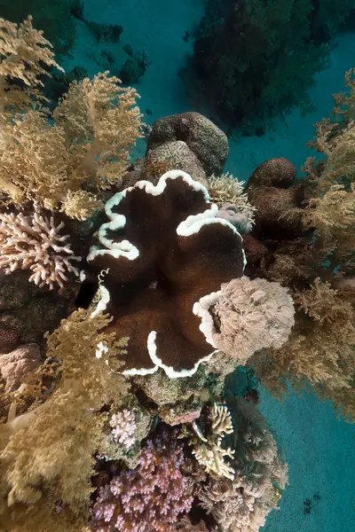 Paisagem subaquática tropical no Mar Vermelho . — Fotografia de Stock