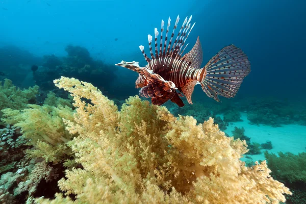 Lionfish et paysages sous-marins dans la mer Rouge . — Photo