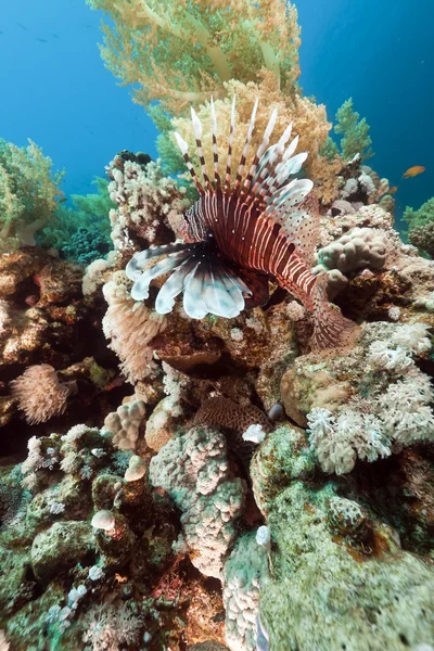 Lionfish, és a víz alatti táj, a Vörös-tengeren. — Stock Fotó