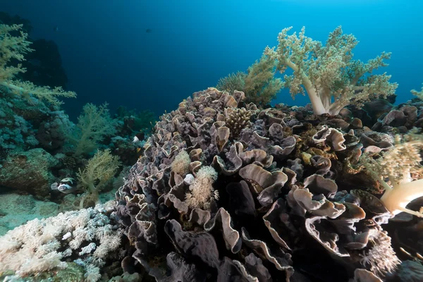 Olifant oor koraal (mycedium elephantotus) in de rode zee. — Stockfoto