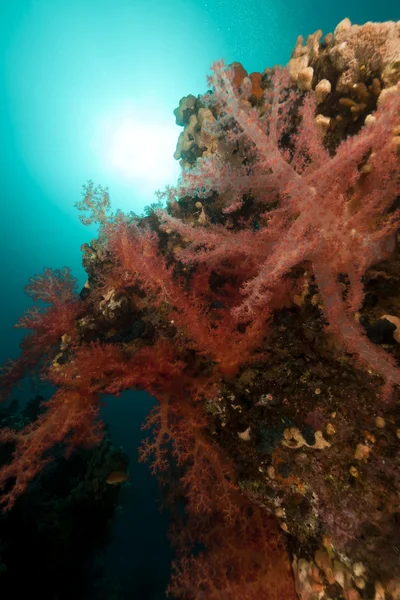Tropische Unterwasserlandschaft im Roten Meer. — Stockfoto