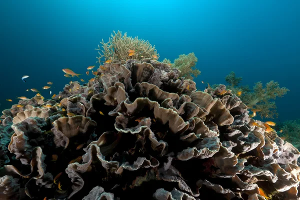 Éléphant oreille corail (mycedium elephantotus) dans la mer Rouge . — Photo