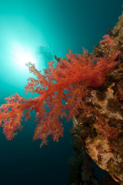 紅海で熱帯の水中の風景. — ストック写真