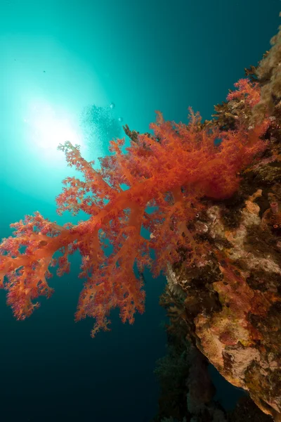 Kızıl Deniz içinde tropikal sualtı sahne. — Stok fotoğraf