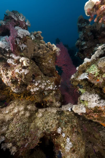 Paisajes submarinos tropicales en el Mar Rojo . —  Fotos de Stock