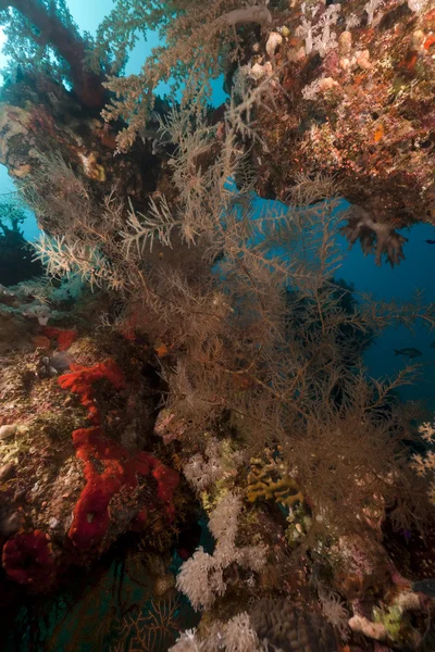 Kızıl Deniz içinde tropikal sualtı sahne. — Stok fotoğraf