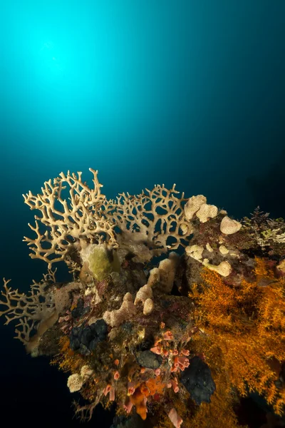 Τροπικά υποβρύχιο τοπίο στην Ερυθρά θάλασσα. — Φωτογραφία Αρχείου