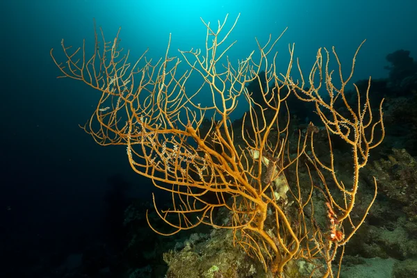 分支在红海的黑珊瑚 (anthipathes 萁). — 图库照片