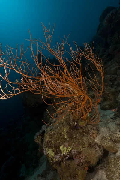 Vertakking zwart koraal (anthipathes dichotoma) in de rode zee. — Stockfoto