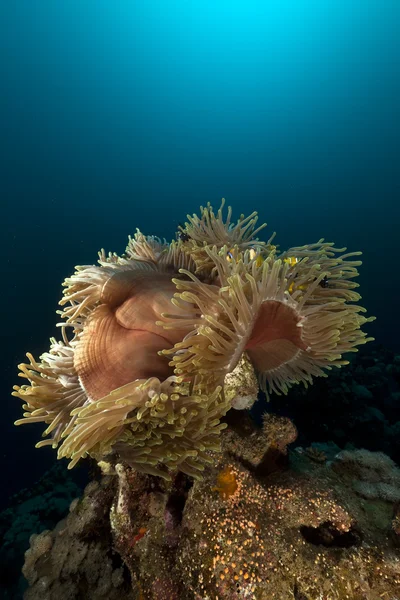 紅海で壮大なアネモネ (heteractis マグニフィカ). — ストック写真