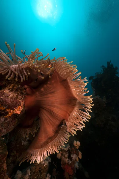 Чудовий anemone (heteractis magnifica) в Червоному морі. — стокове фото