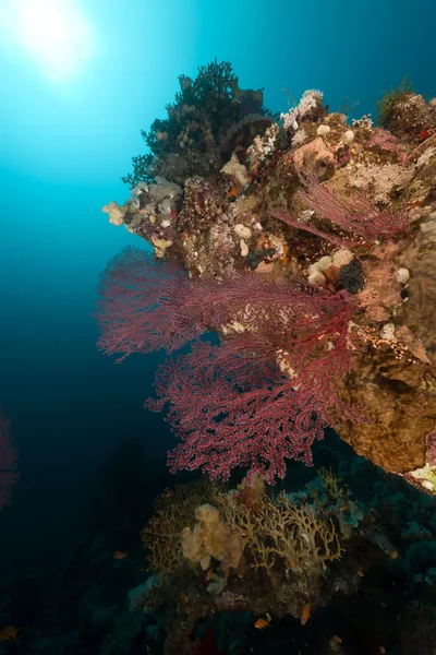 Zee fan en onderwater landschap in de rode zee. — Stockfoto