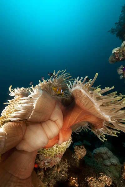 Magnífica anêmona (heteractis magnifica) no Mar Vermelho . — Fotografia de Stock