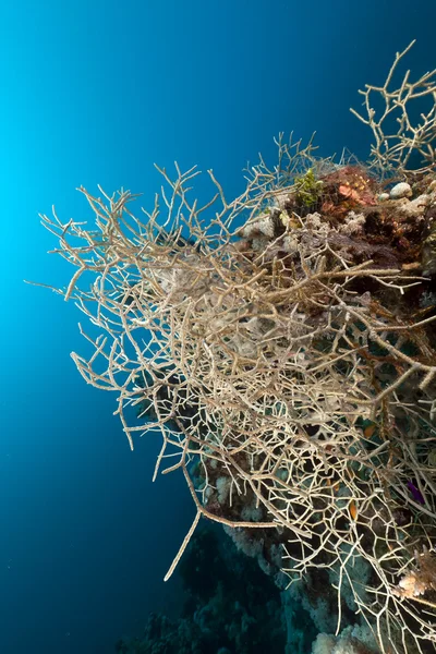 Přikývnutý nadržený korál v Rudém moři. — Stock fotografie