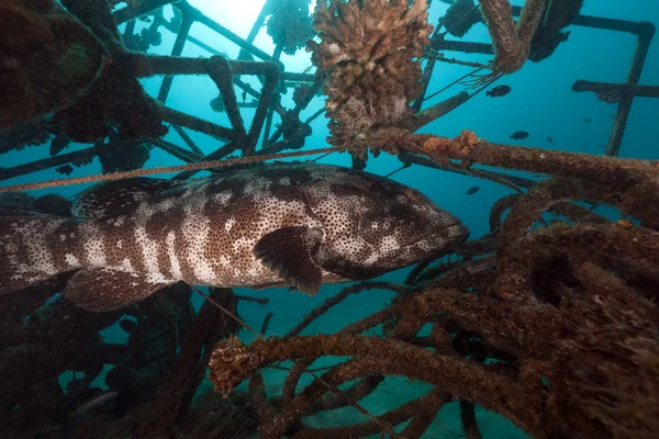 Malabar grouper in een kunstmatig rif. — Stockfoto