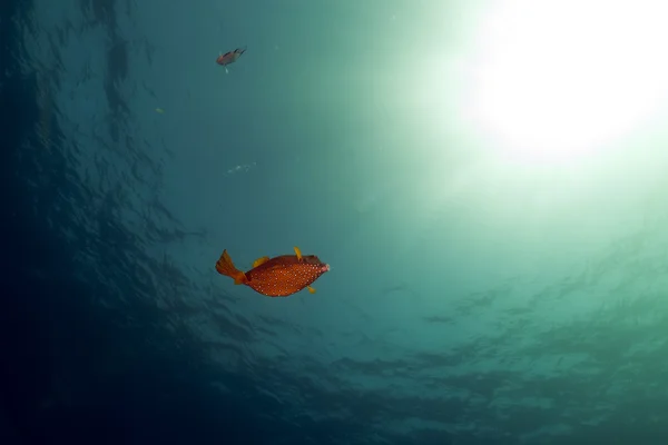Boxfish, oceano e sole nel Mar Rosso . — Foto Stock