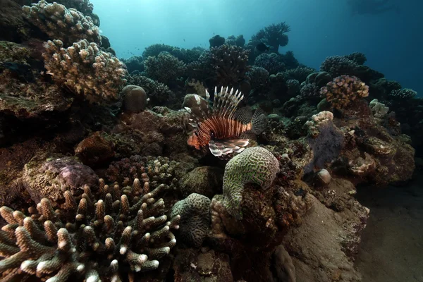 Lionfish ja trooppinen riutta . — kuvapankkivalokuva
